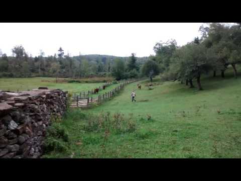 BWTB - Cows - Betsy jumping fence