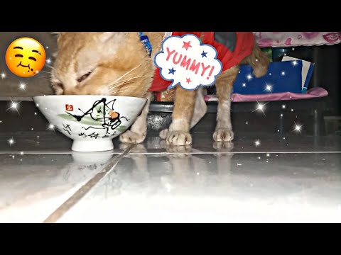 Our cat loves to eat squash 🍠🍠