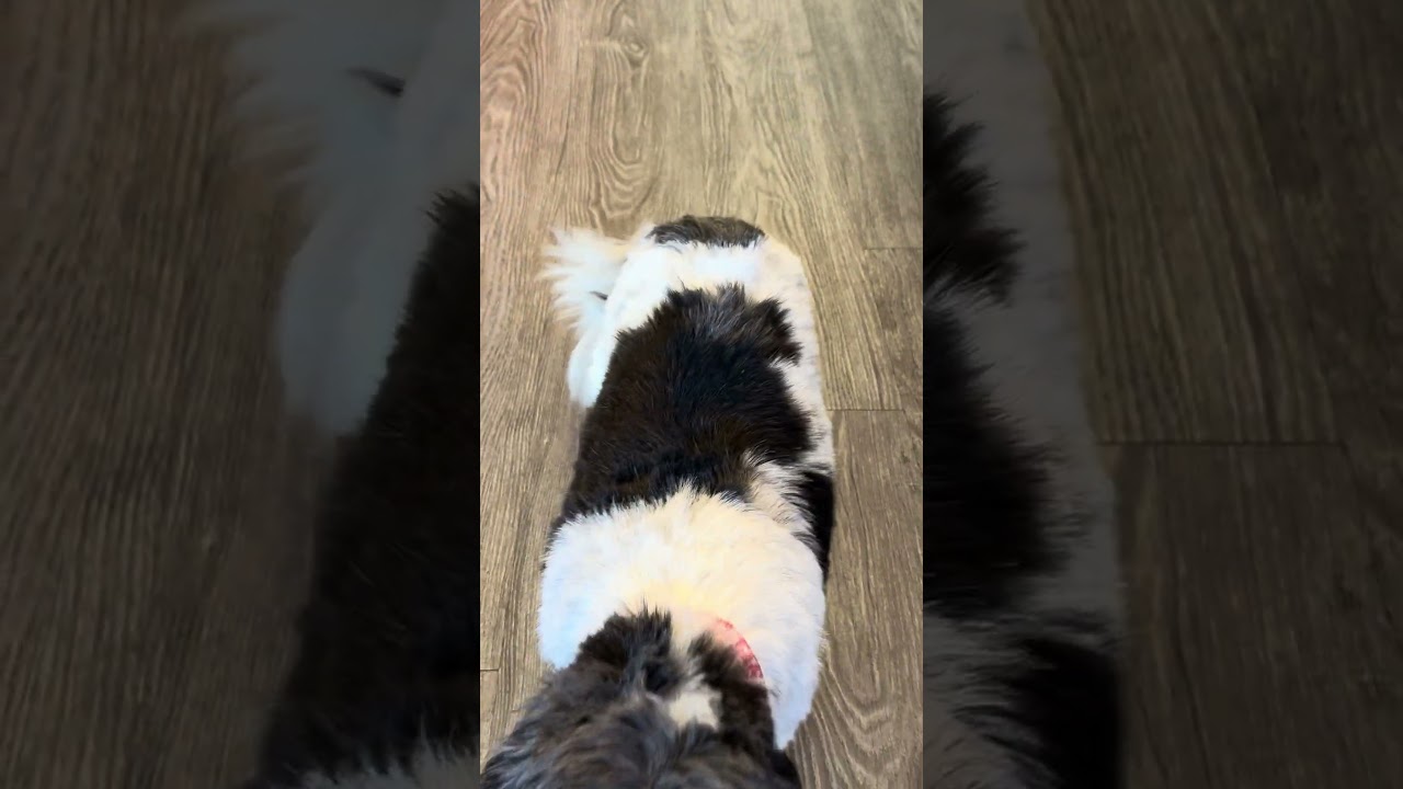 Enlarge Sage, a ADOPTABLE mixed breed in Chicago, IL video 5/6