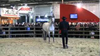 Flanders Horse Expo Gent 2011