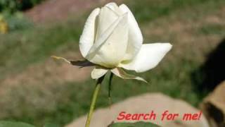 Jumătatea mea - Taxi