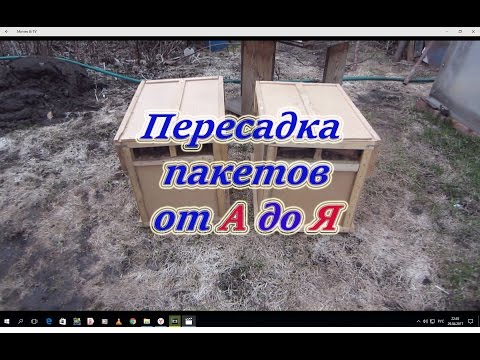 1 Часть.ПРОСТО ШОК!!!ПЕРЕСАДКА ЧЕТЫРЁХ РАМОЧНЫХ ПАКЕТОВ В УЛЕЙ от А до Я ДЛЯ НАЧИНАЮЩИХ.🔥🔥🔥
