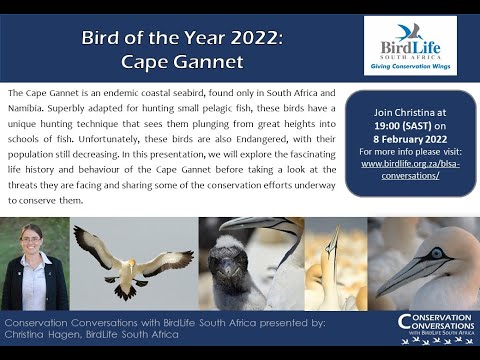 Conservation Conversations: Christina Hagen: Cape Gannet- Bird of the Year 2022