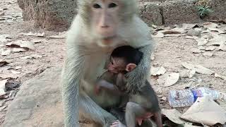 VID20250110163446 play 3