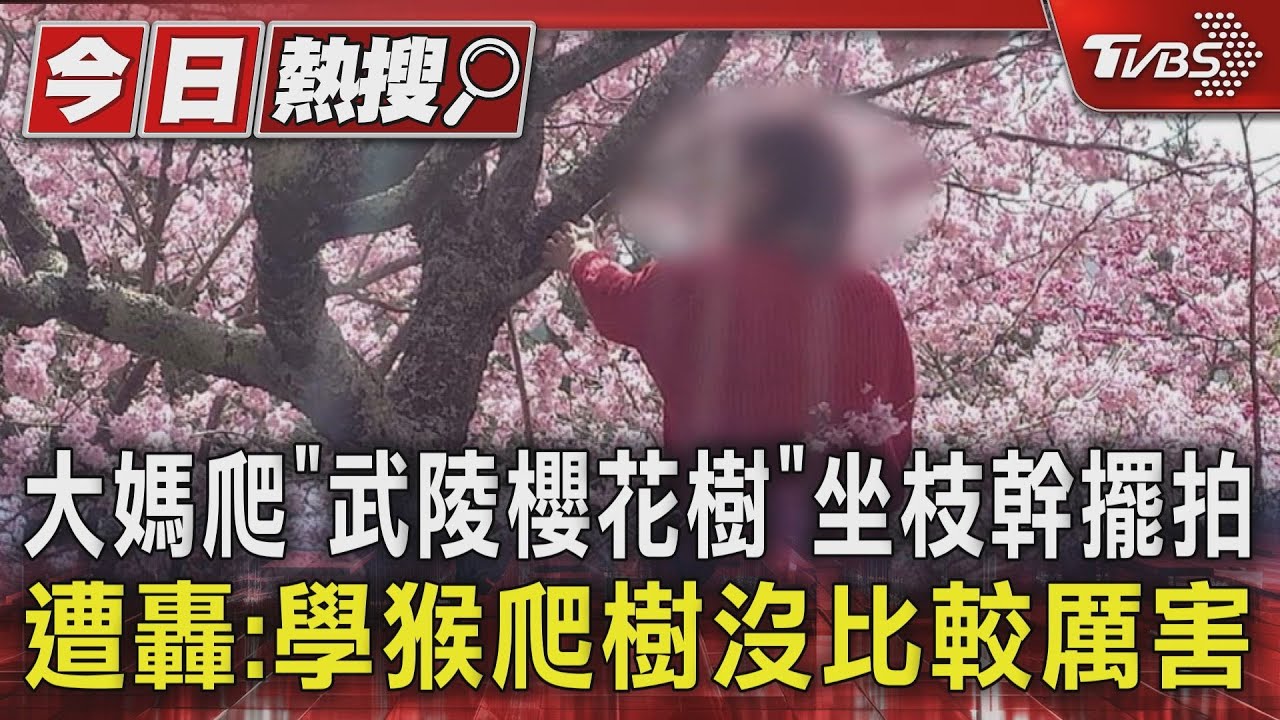 大媽爬「武陵櫻花樹」坐枝幹擺拍 遭轟:學猴爬樹沒比較厲害