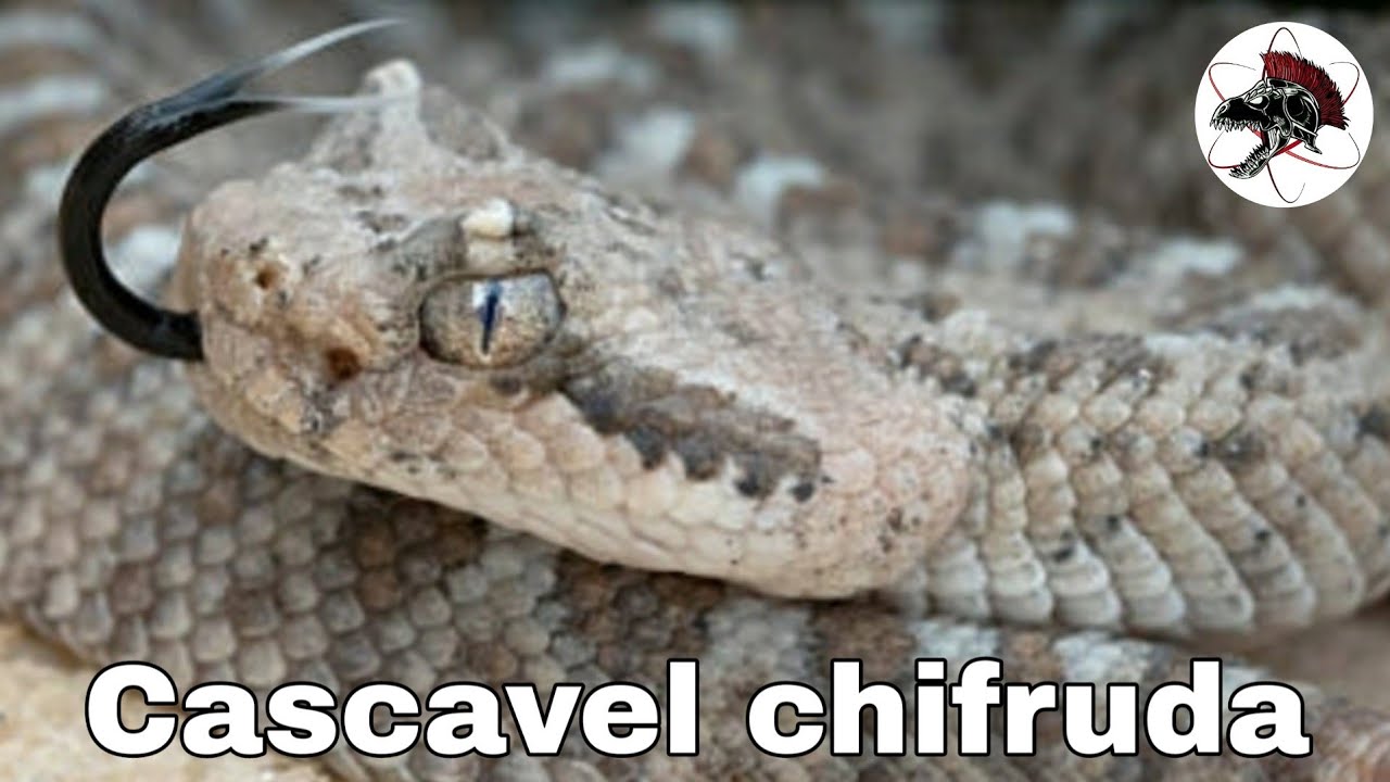 Cascavel chifruda,  a serpente mais linda do mundo | Biólogo das Serpentes | Biólogo Henrique