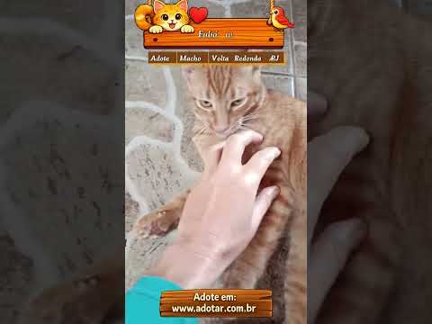 Vídeo de Fubá w