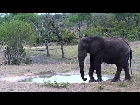 Djuma: Lone Elephant drinks from the pan - 14:14 - 10/19/2022
