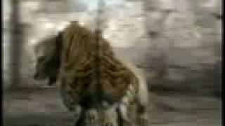 Animal Face-Off: Lion vs. Tiger