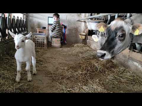 Facciamo un giro in Stalla?