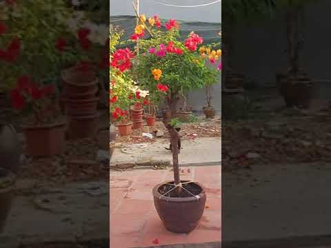 Hoa Giấy ngũ Sắc phê Lòi #hùnggarden