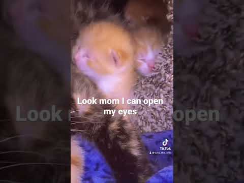 Baby kitten opens eyes for first time