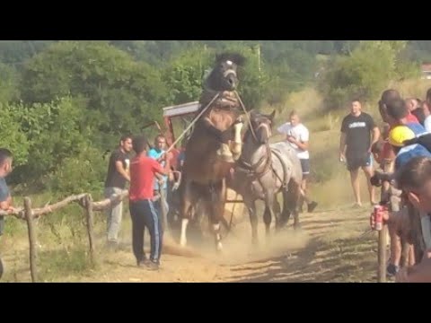 IZBJEGO TRAGEDIJU KONJI POBJESNILI NA ŠTRAPARIJADI.