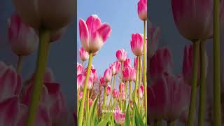 Download lagu 5 Bunga Tercantik di Dunia dengan Pesonanya yang Memanjakan Mata mp3