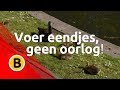 Voer eendjes, geen oorlog!