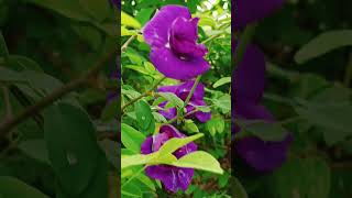 Download lagu ootha ootha ootha poo #song #love #arrahman #flowers #terracegardenindia #vijaysong mp3