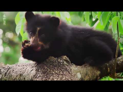 Kolumbien E01: Berge und Täler Doku (2018)