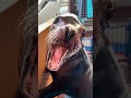 Funny Sea Lion Funny Anmals Sealions