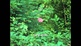 Messaggio nella bottiglia (the mission, a rose among thorn)