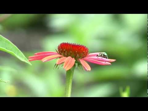 Gardening - Pollinators and Beneficial Insects