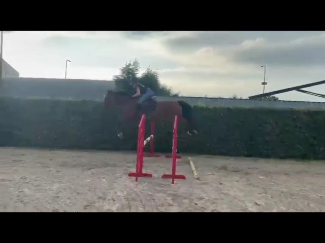 Riding and jumping movie at home Catie-blue v/h Beeckhof (Corydon T&L x Blue Boy).