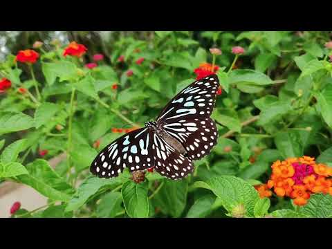 Different Type of Flower | Dissolve video effect | Adobe Premiere Pro Video Editing