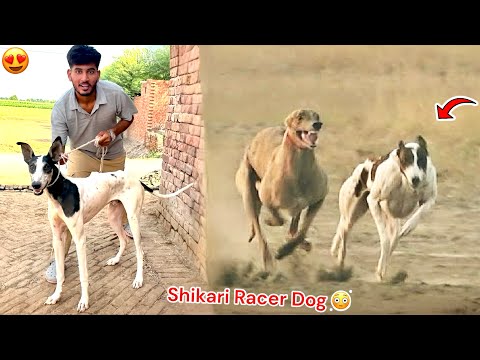 SHIKAR KY LEAY RACER SHIKARI DOG LE RHY HAIN😍