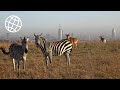Nairobi National Park, Kenya  [Amazing Places 4K]