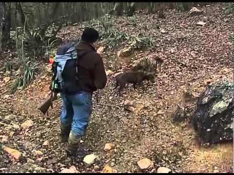 Sulla Traccia del cinghiale
