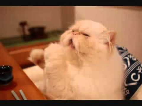 abdelilah turrialba :   el rey gato gordo y bello y hermoso