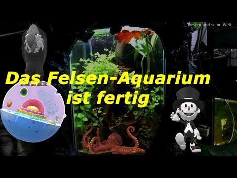 Das Felsen-Aquarium ist fertig