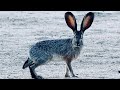5 Fun Facts About The Black Tailed Jackrabbit