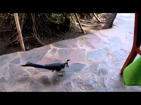 Fun With Mitch in Nicaragua