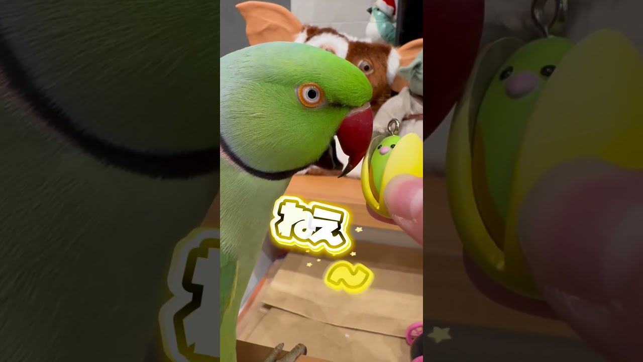 アタスのとっても深い愛❤️ #ワカケホンセイインコ #インコ