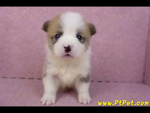 10/13雙色柯基犬母幼犬1號