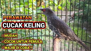 Download lagu How to Care for CUCAK KELING Birds 🐦 mp3
