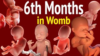 Baby Activities And Developments In Womb In 6th Month Of The Pregnancy - Its A Delight To Know This