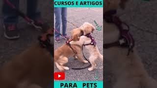COMO NO RIR COM ESTES CACHORROS  ENGRAADOS #SHORTS