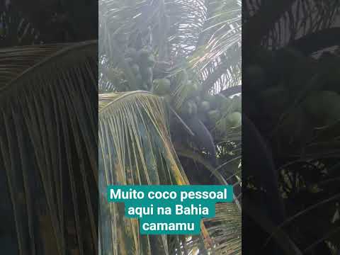 #Muito coco pessoal aqui na Bahia# #camamu #2026