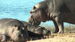 Hippo video for Do you know hippos e-book. Watch hippo video