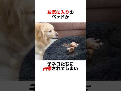 ベッドを取られて悲しげなワンちゃん🐶