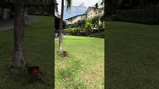 グリーンベルト2の一階レストランエリアが閉鎖。全体のリニューアル工事のようです。お目当てのレストランがある方はご注意下さい。 #travel #マカティ