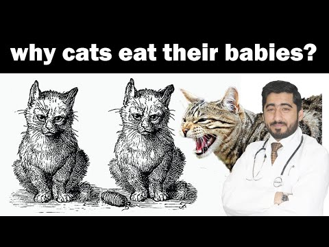 My Cat Gave birth !!! killed & Eat Her Kittens | 5 Real Reasons  | In Urdu | Vet Furqan Younas