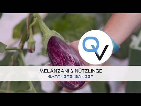 QUICKVIDEO Melanzani & Nützlinge - Gärtnerei Ganger