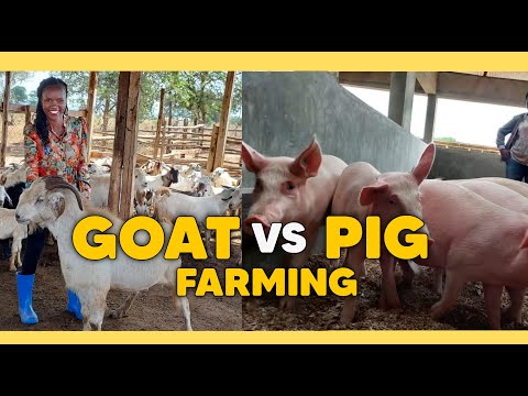 Which Is More Profitable GOAT Vs PIG Farming Business And WHY?(DETAILED)
