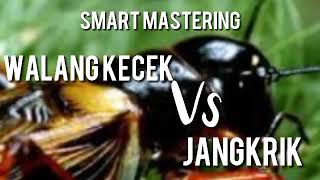 Download lagu Masteran jangkrik & walang kecek mp3