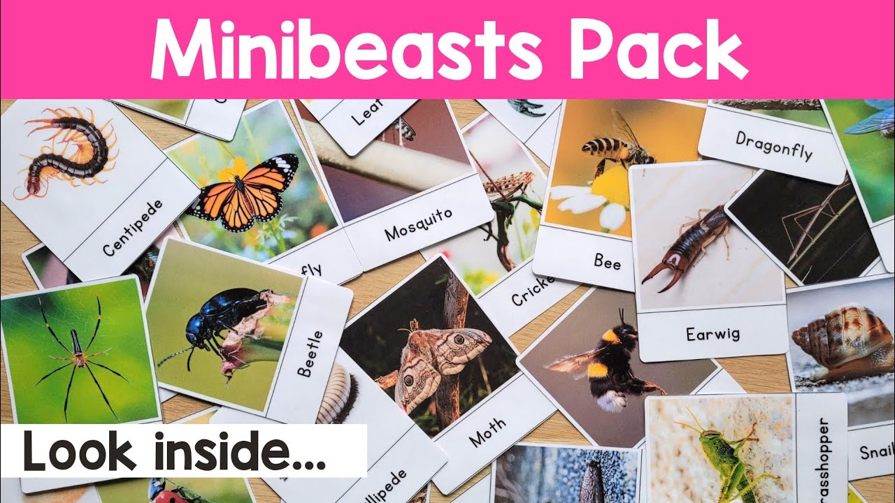 Insect flashcards | Minibeasts 3 part cards