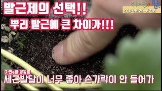 발근제의 선택? 비싼 발근제가 정말 좋은 발근제인가?? 꼭 알고 사용하세요!! 비싸다 사용했는데 효과를 없고…