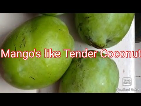 Big Size Mango's Like Tender Coconut || Big Big Mango || Large Mango