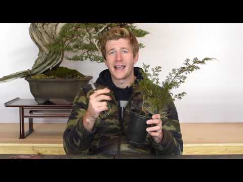 Shohin Juniper Bonsai from Cuttings, Part 1 | Bonsai-U